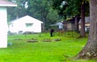 Black Bear in Oak Ridge Black Bear in Oak Ridge