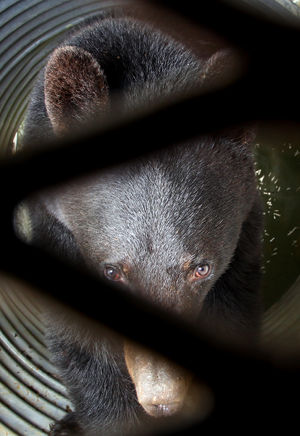 Black Bear Trapped at ORNL Black Bear Trapped at ORNL