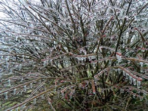 Ice on Bush