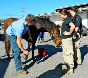 Dr. Butler Examines Rescued Horse