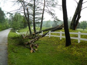 Trees on Gum Hollow Road