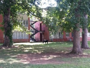 Black Bear at Manhattan Apartments