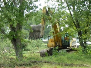 Kroger Marketplace Tree Removal