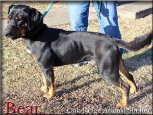 Bear at Oak Ridge Animal Shelter