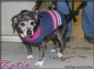 Katie at Oak Ridge Animal Shelter
