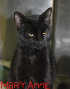 Mary Anne at Oak Ridge Animal Shelter