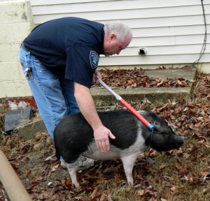 David Ridenour Pot-bellied Pig