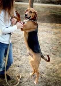 Johnny at Oak Ridge Animal Shelter