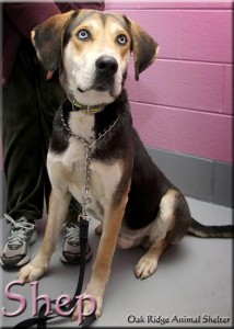 Shep at Oak Ridge Animal Shelter