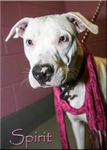 Spirit at Oak Ridge Animal Shelter