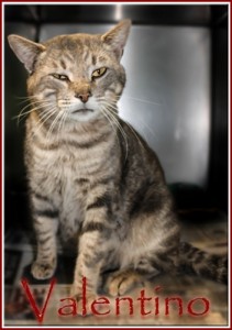 Valentino at Oak Ridge Animal Shelter