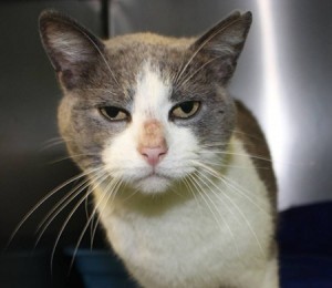 Pet of the Day: Snowball
