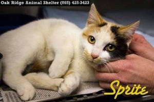Pet of the Day: Sprite