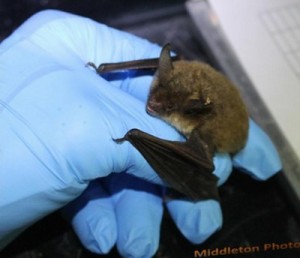 Bat at UT Arboretum
