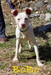 Pet of the Day: Bobo
