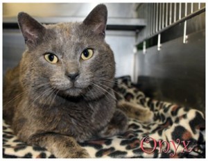 Pet of the Day: Onyx