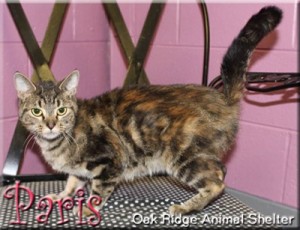 Pet of the Day: Paris