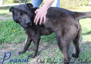 Pet of the Day: Peanut