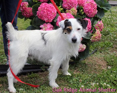 Pet of the Day: Champ