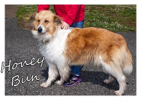 Pet of the Day: Honey Bun