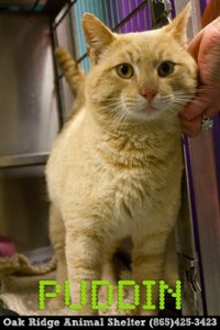 Pet of the Day: Puddin