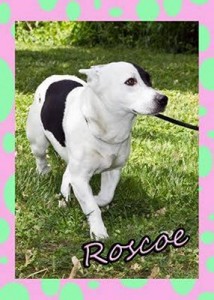 Pet of the Day: Roscoe