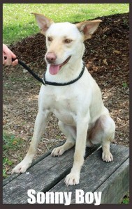 Pet of the Day: Sonny Boy