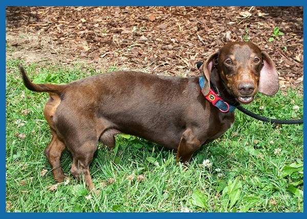 Pet of the Day: Brownie