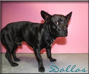 Pet of the Day: Dallas