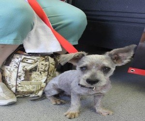 Pet of the Day: Elizabeth