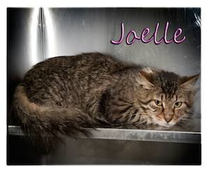 Pet of the Day: Joelle