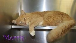 Pet of the Day: Morris