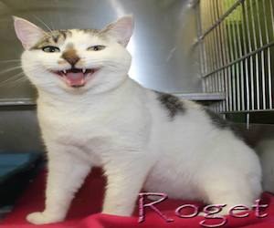 Pet of the Day: Roget
