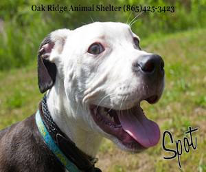 Pet of the Day: Spot