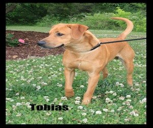Pet of the Day: Tobias