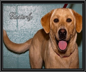 Pet of the Day: Casterly