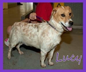 Pet of the Day: Lucy