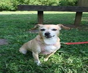 Pet of the Day: Sweety Pie