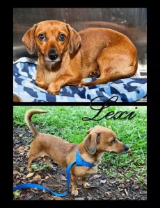 Pet of the Day: Lexi