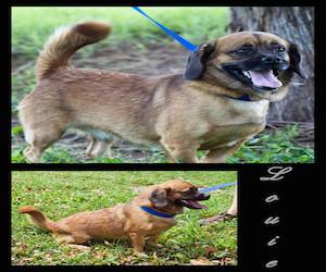 Pet of the Day: Louie