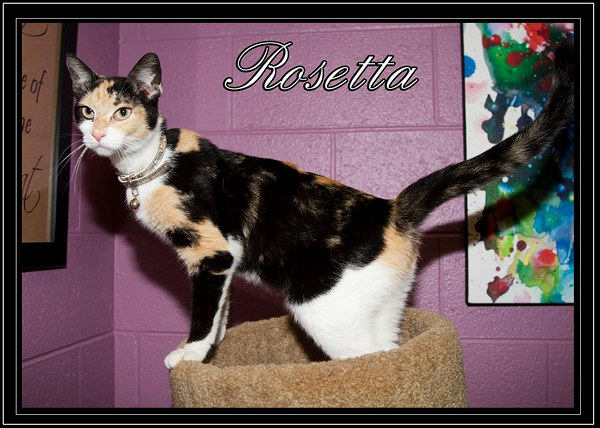 Pet of the Day: Rosetta