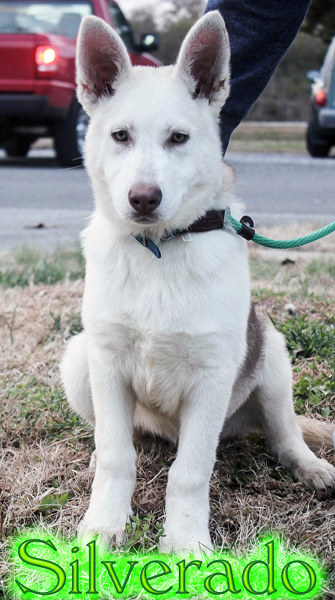 Pet of the Day Silverado