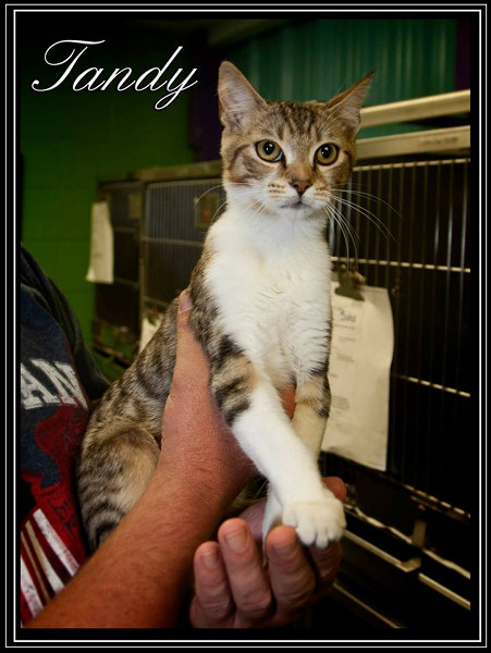 Pet of the Day: Tandy