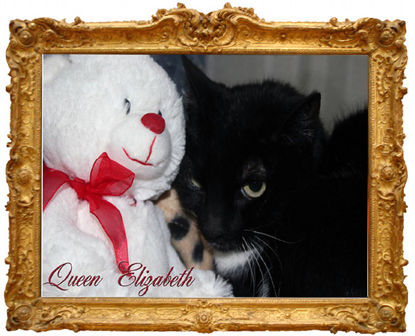 Pet of the Day: Queen Elizabeth