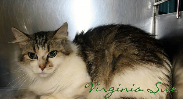 Pet of the Day: Virginia Sue