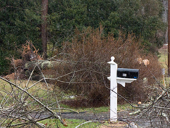 Mohawk-Road-Fallen-Tree-Jan-22-2016
