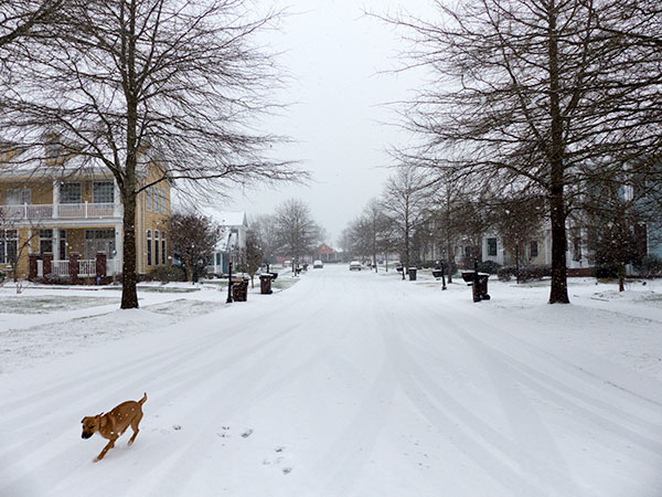 Willow-Place-Snow-Jan-20-2016