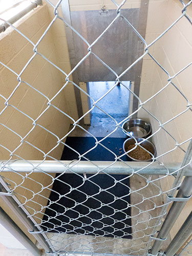 Anderson-County-Animal-Holding-Facility-Dog-Run-Jan-29-2016