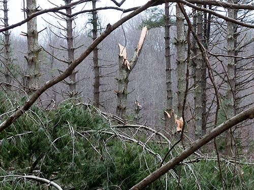 Norris-Trees-2-Feb-25-2016