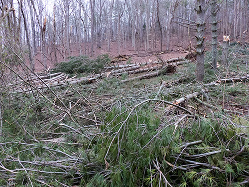 Norris-Trees-Feb-25-2016-10